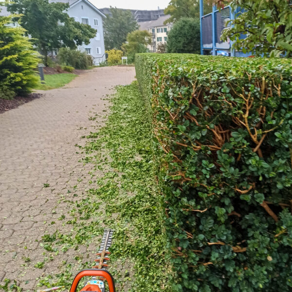 IMG_20210920_085136-2